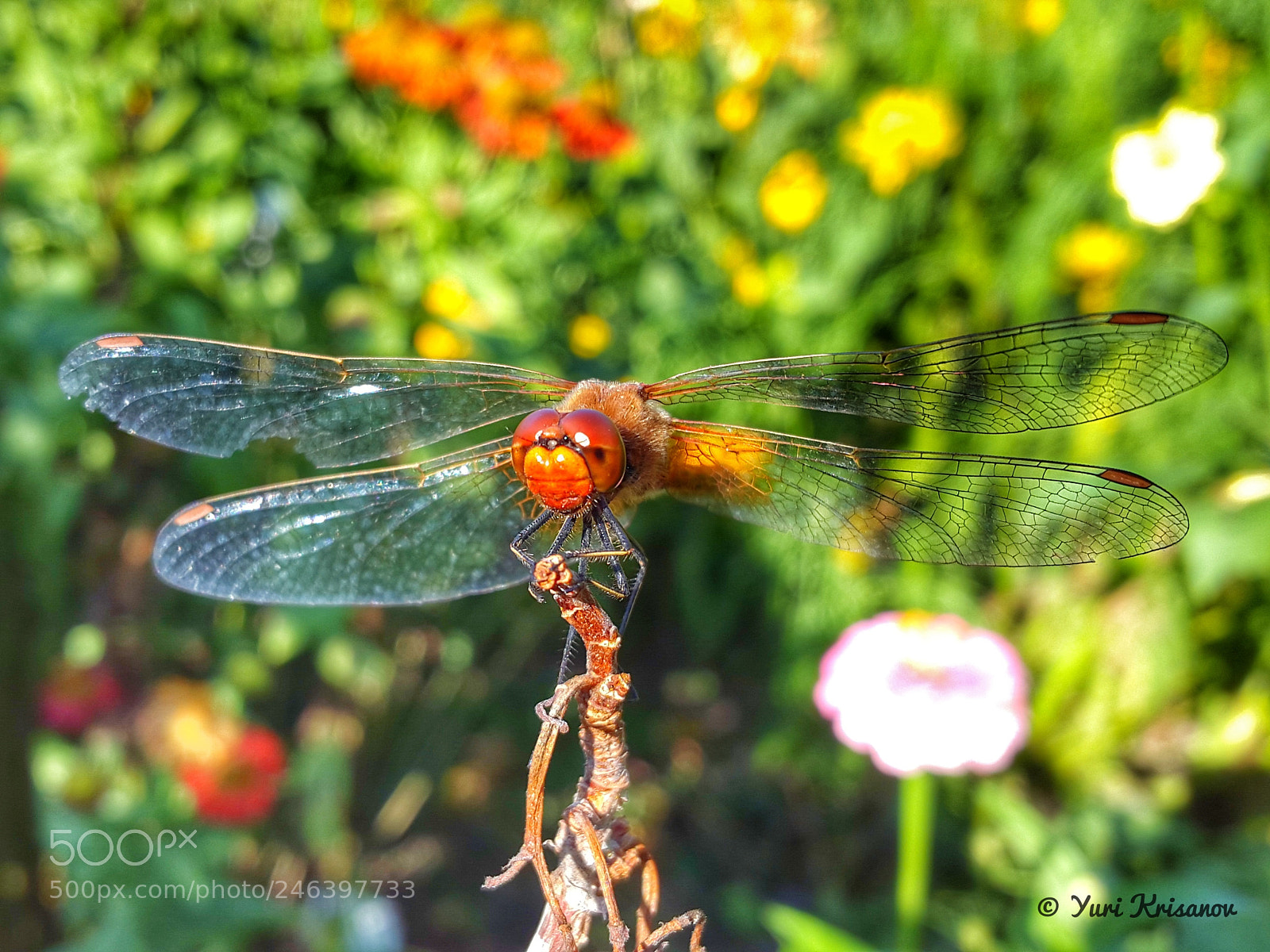 Samsung Galaxy Alpha sample photo. Long wings photography