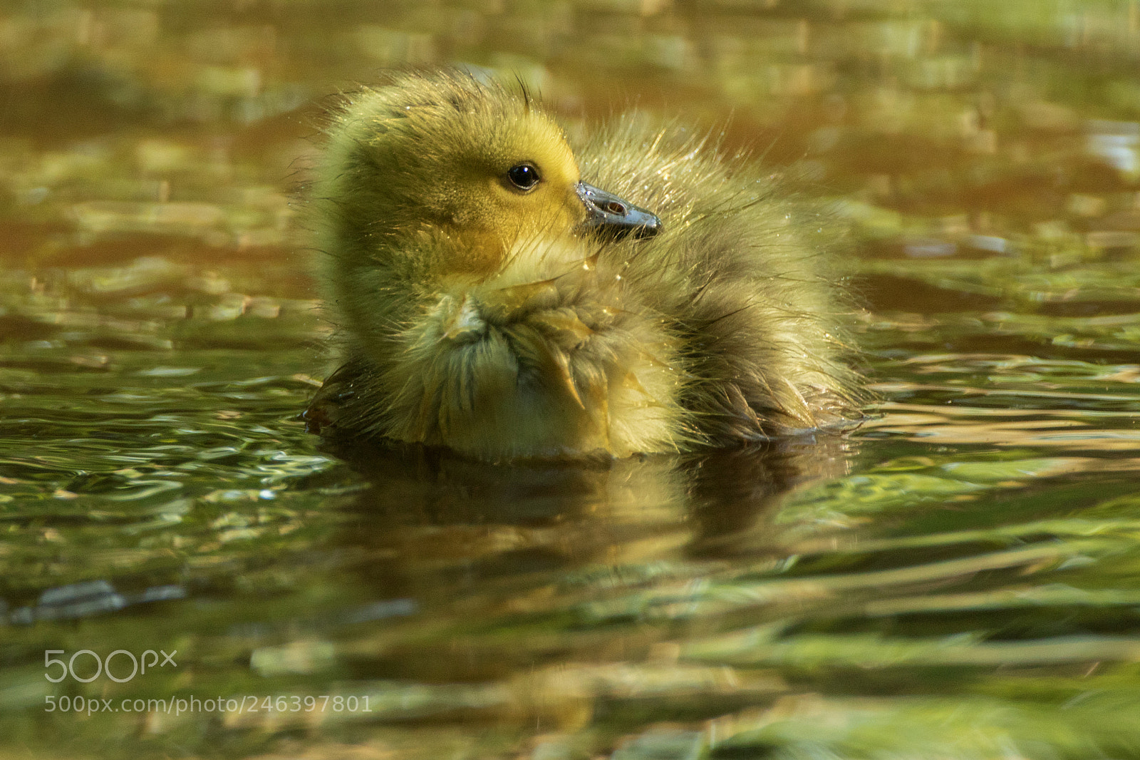 Canon EOS 7D Mark II sample photo. Gosling gold photography