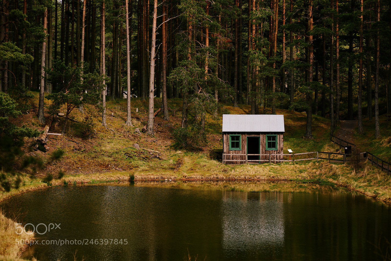 Nikon D600 sample photo. Hide in forest photography