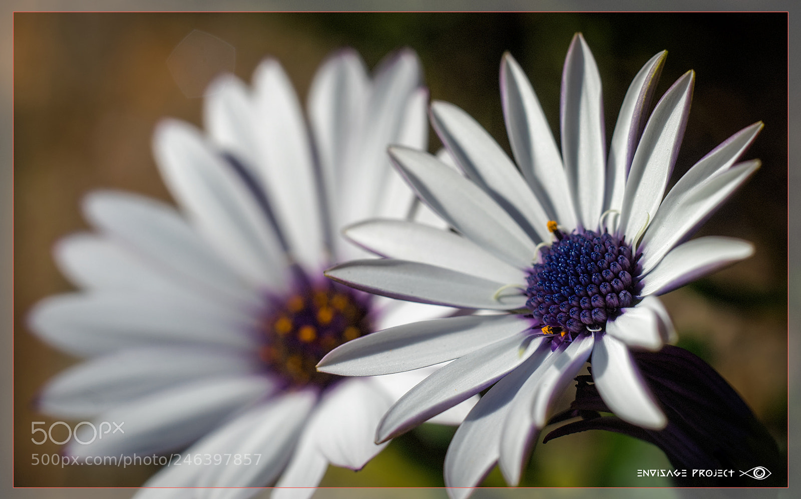 Sony a7R sample photo. Daisy row photography