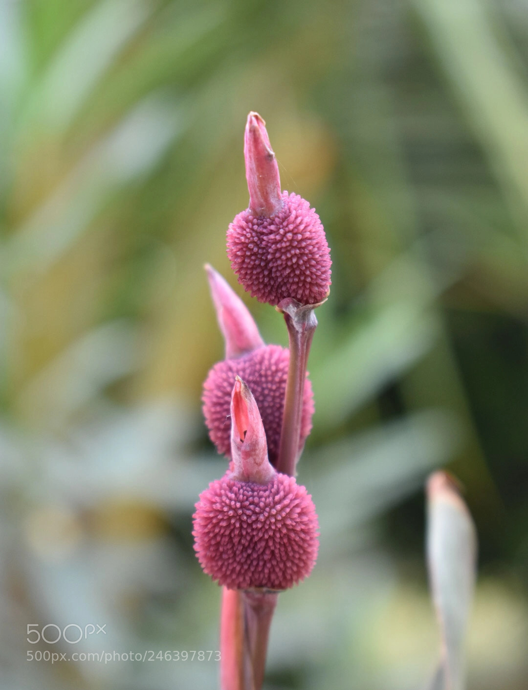 Nikon D3400 sample photo. In love with the photography