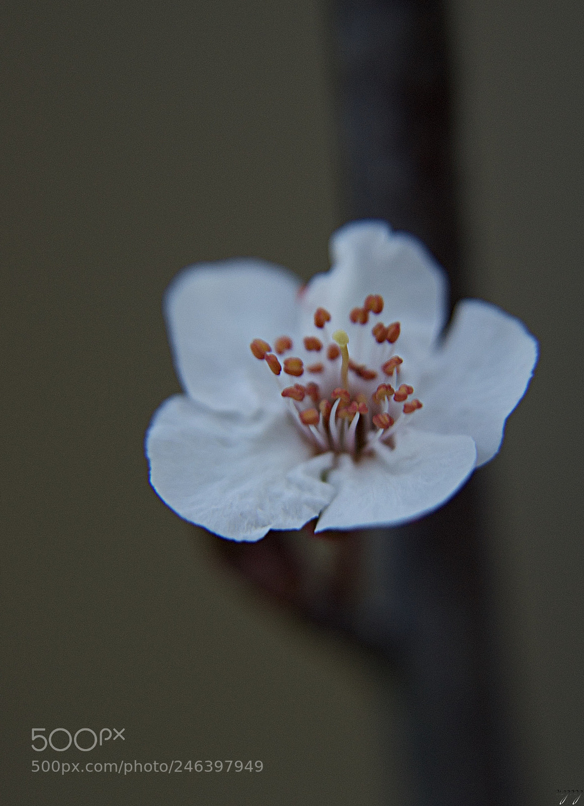 Nikon D3100 sample photo. *early spring* photography