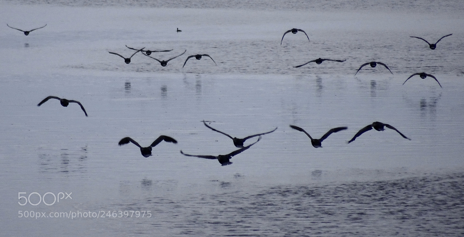 Sony Cyber-shot DSC-HX90V sample photo. Charge of the pelicans photography