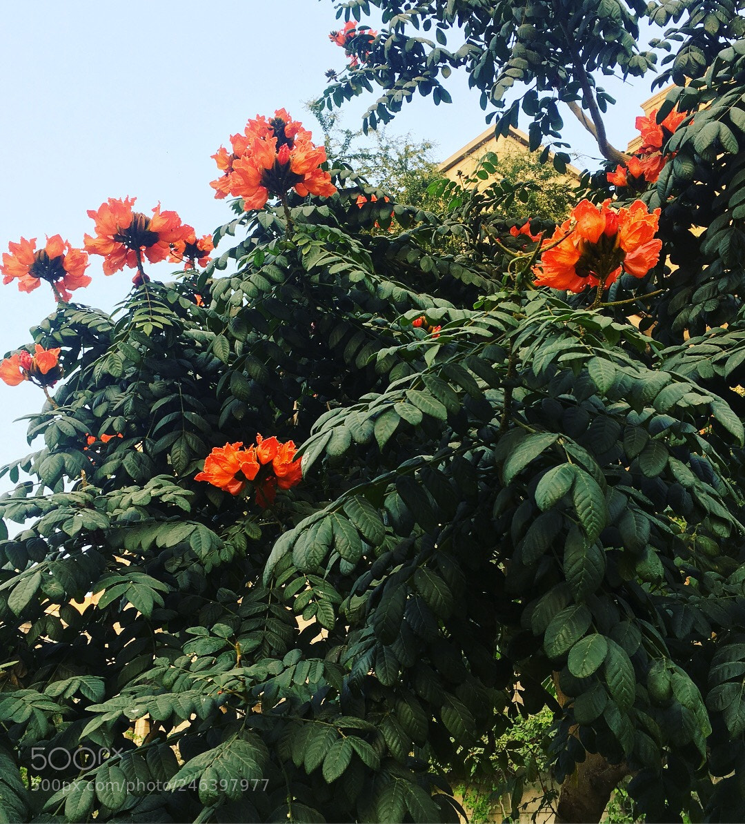 Apple iPhone 6s sample photo. Orange flowers blooming in photography