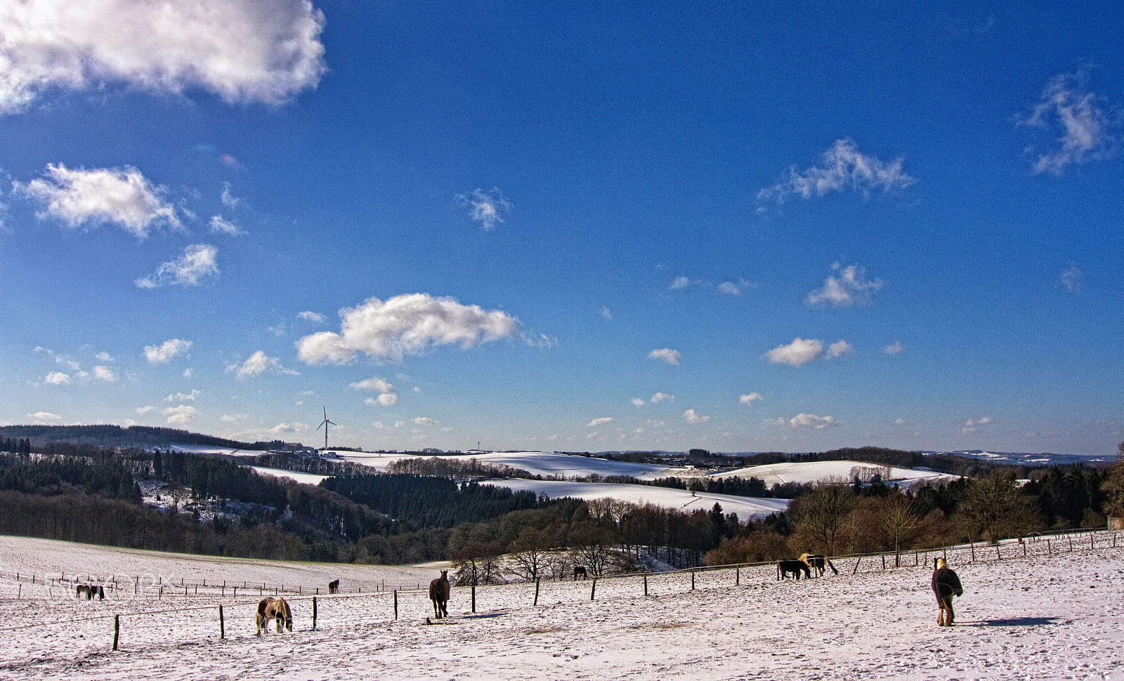 Canon EOS 7D sample photo. Horse meadow photography