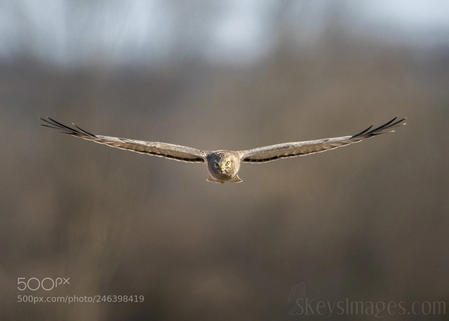 Nikon D500 sample photo. Head on (northern harrier) photography