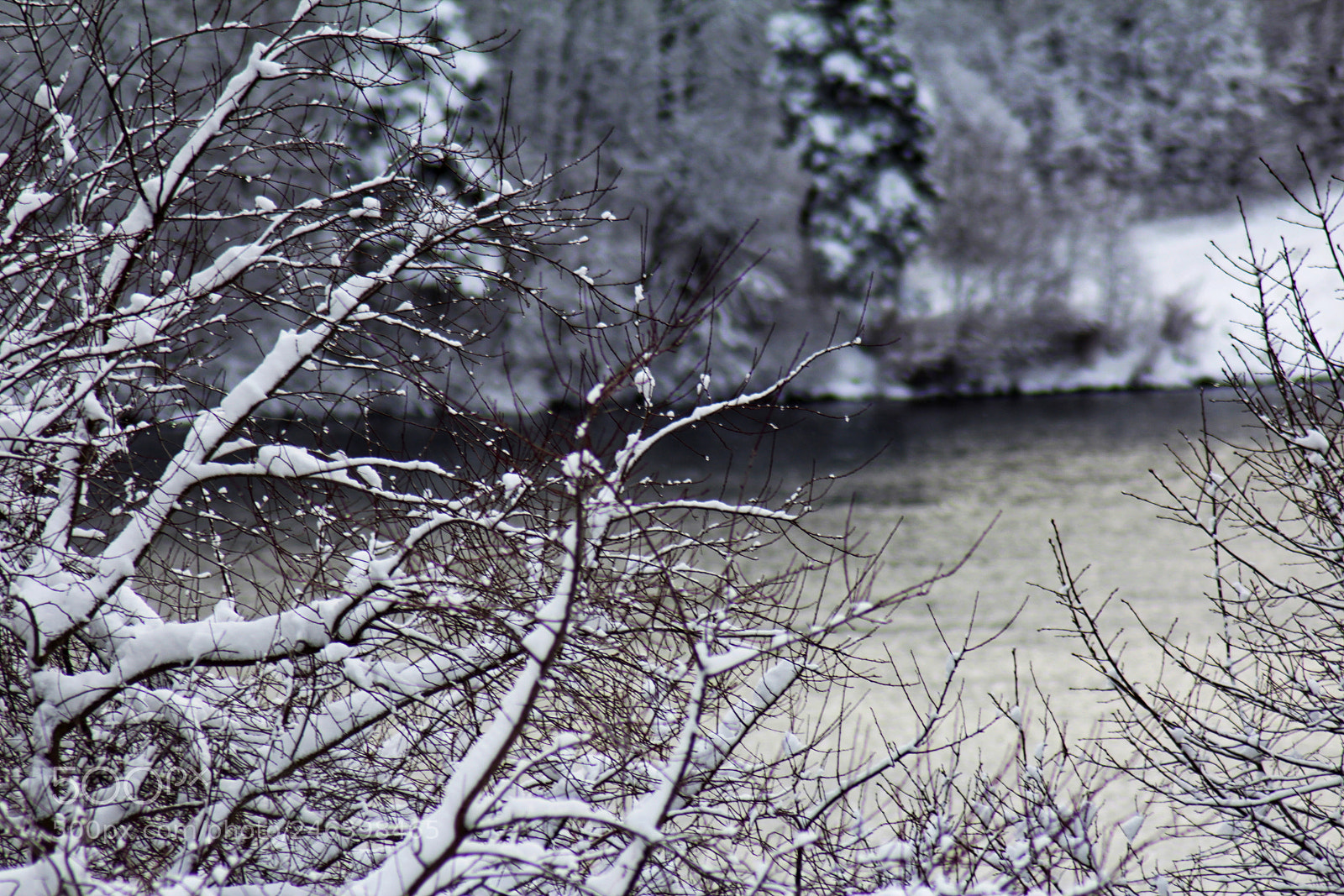 Canon EOS 600D (Rebel EOS T3i / EOS Kiss X5) sample photo. Frozen branches over lake photography