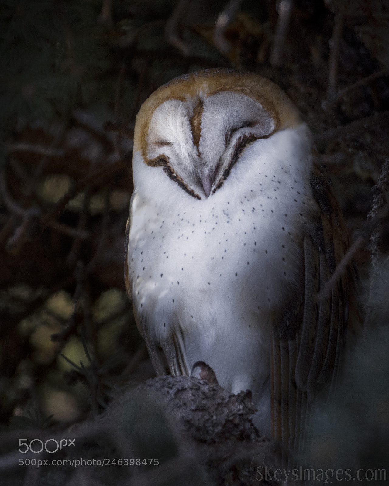 Nikon D500 sample photo. Tucked (barn owl) photography