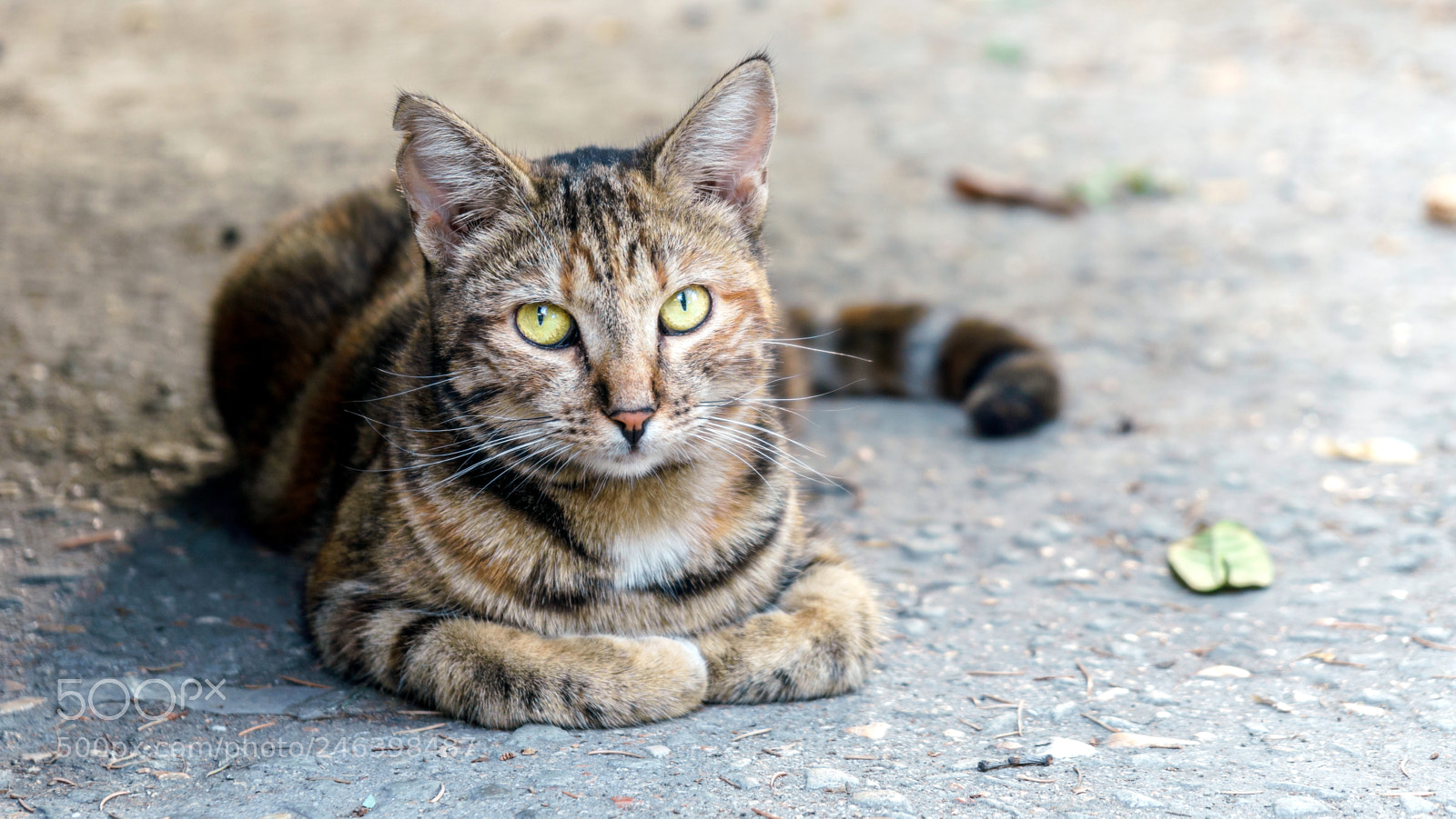 Sony a6000 sample photo. The cat is sitting photography