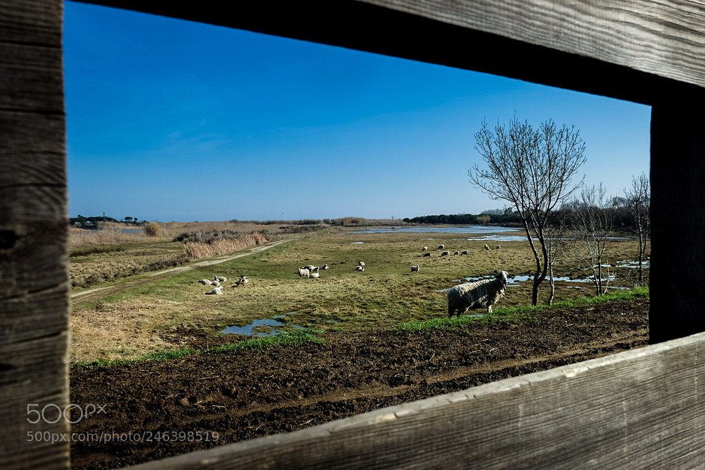 Fujifilm X-T10 sample photo. Untitled photography