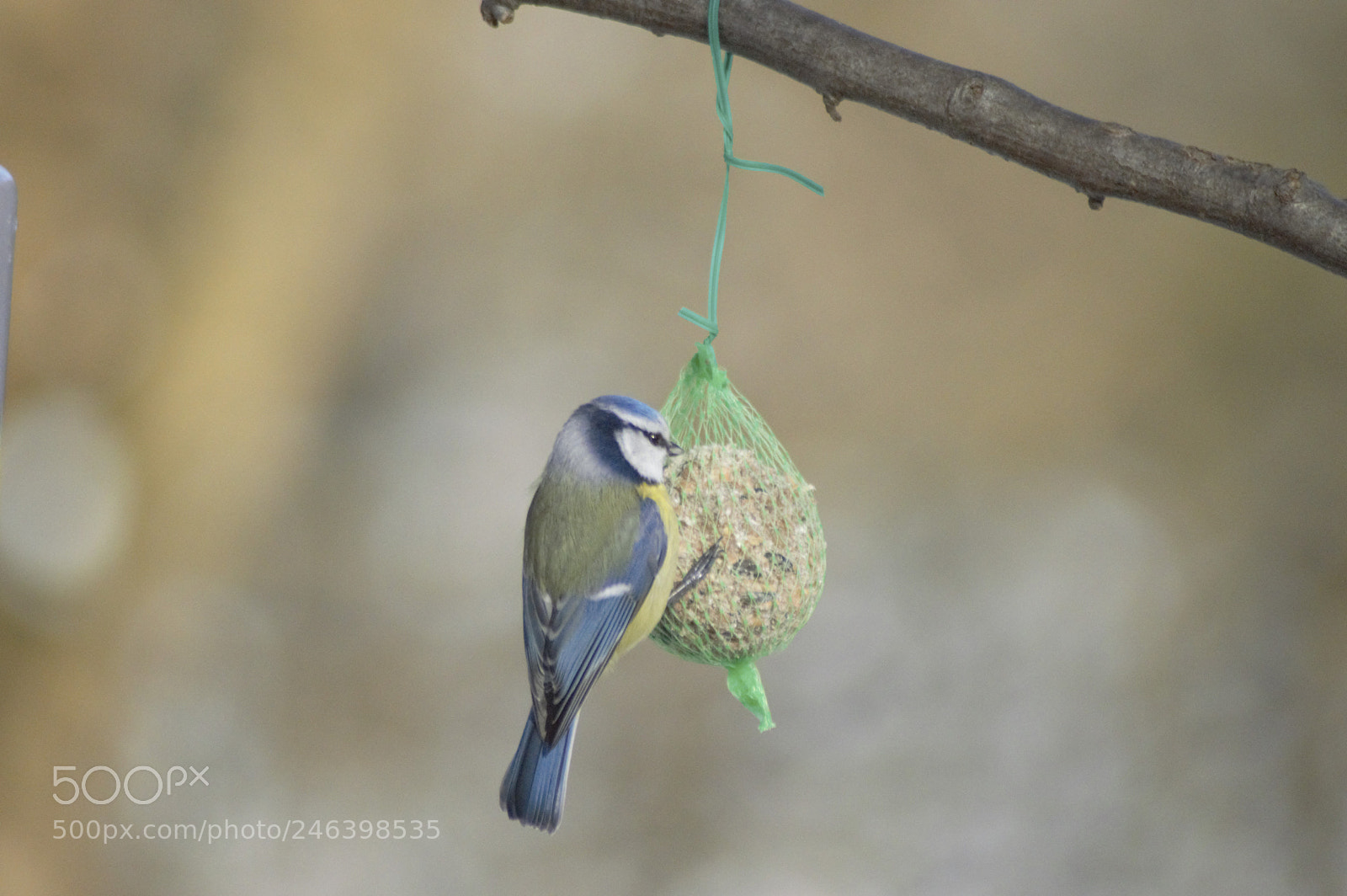 Nikon D3200 sample photo. Bluetit with food photography