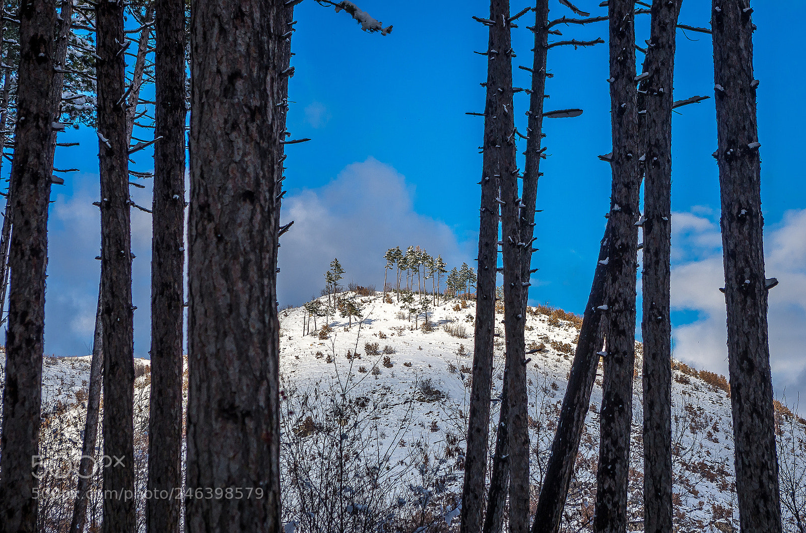 Pentax K-5 sample photo. Tra bosco e neve photography