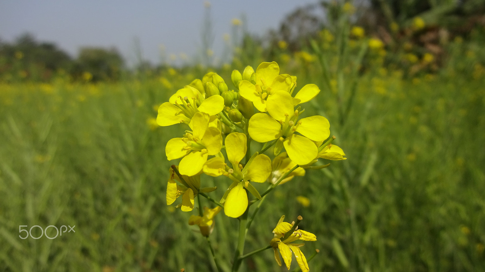 Sony Cyber-shot DSC-WX220 sample photo. Cornflower photography