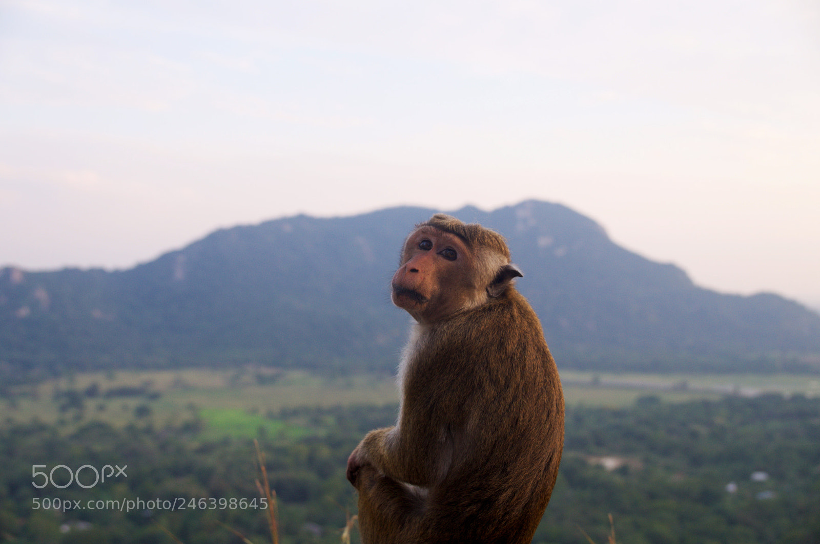Sony SLT-A37 sample photo. Monkey and mountain photography