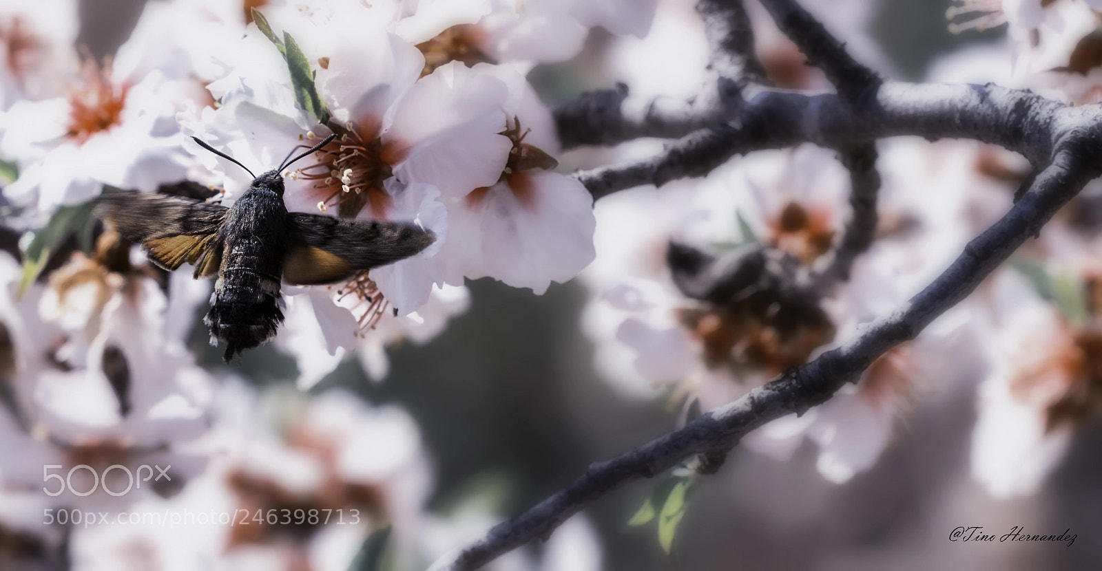 Nikon D7200 sample photo. The flight of the photography