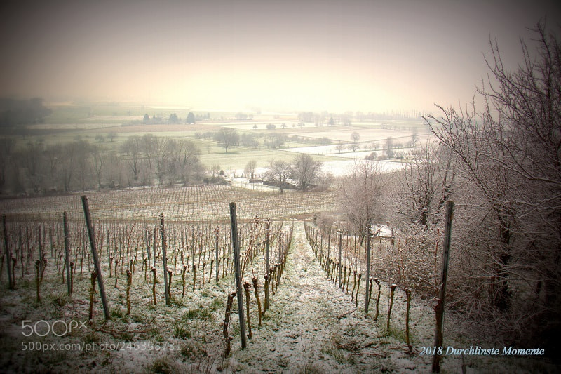 Canon EOS 700D (EOS Rebel T5i / EOS Kiss X7i) sample photo. Weinreben im winter vingard photography