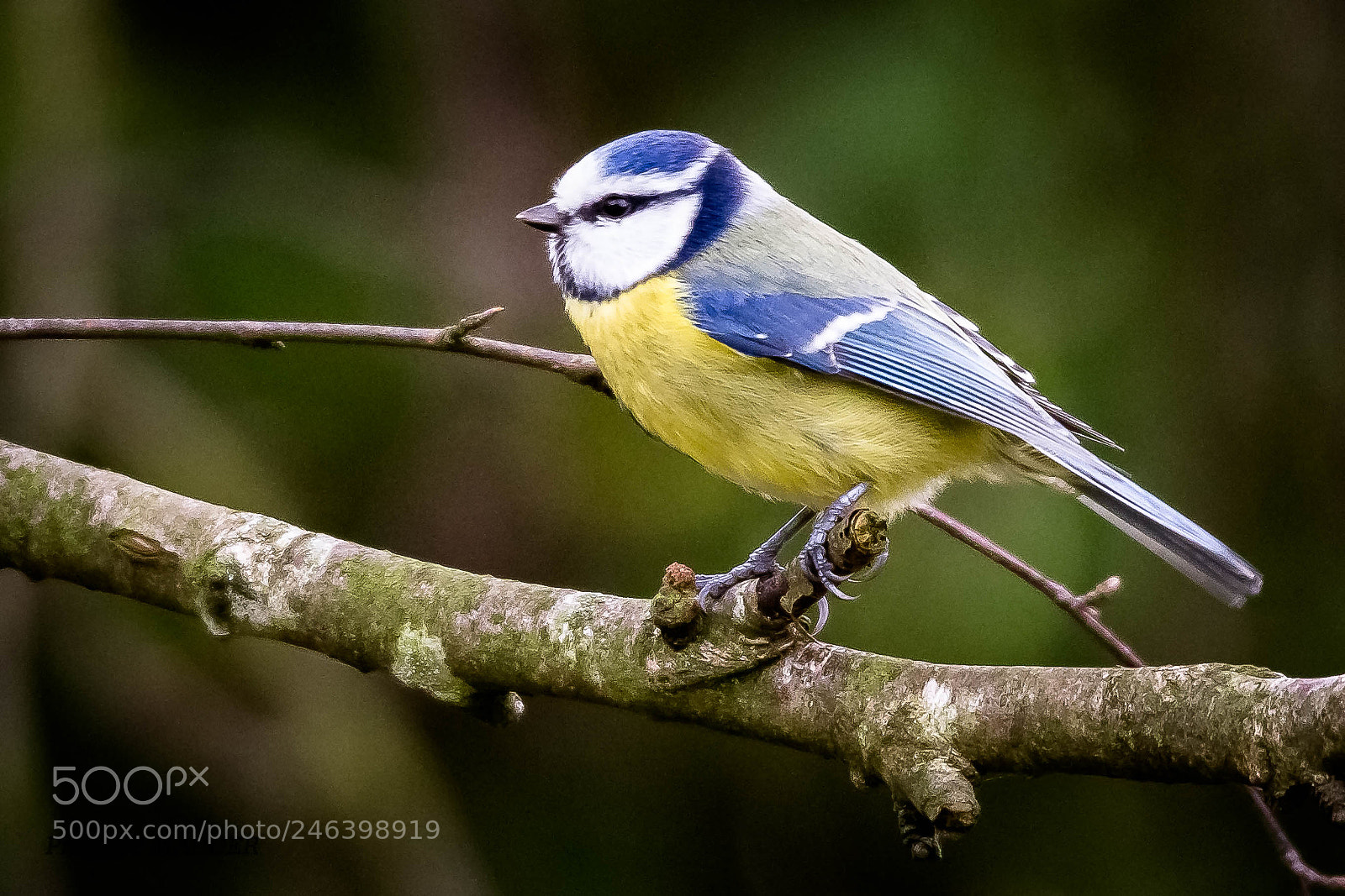 Canon EOS 7D sample photo. Mésange bleue photography