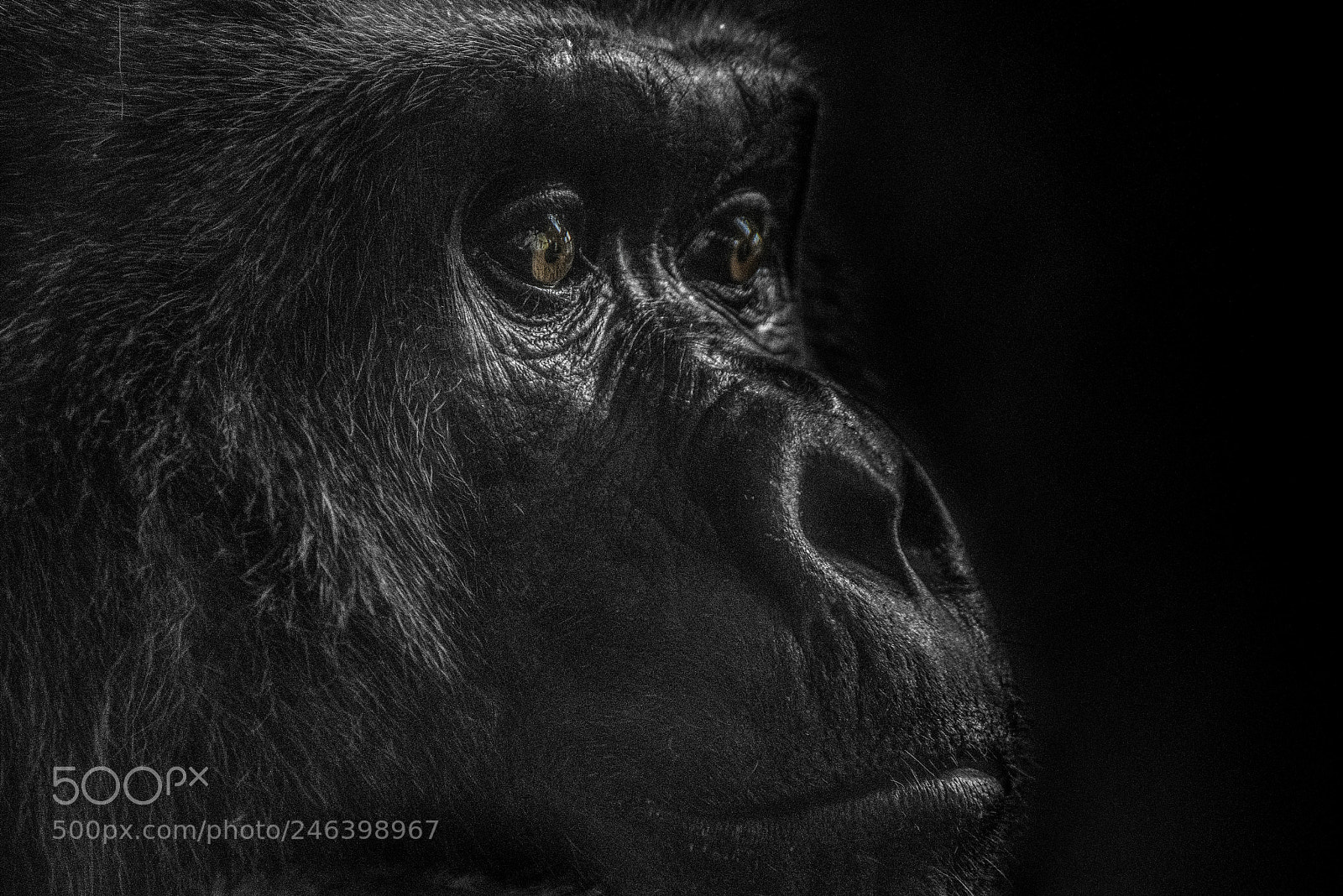 Nikon D610 sample photo. Female gorilla photography
