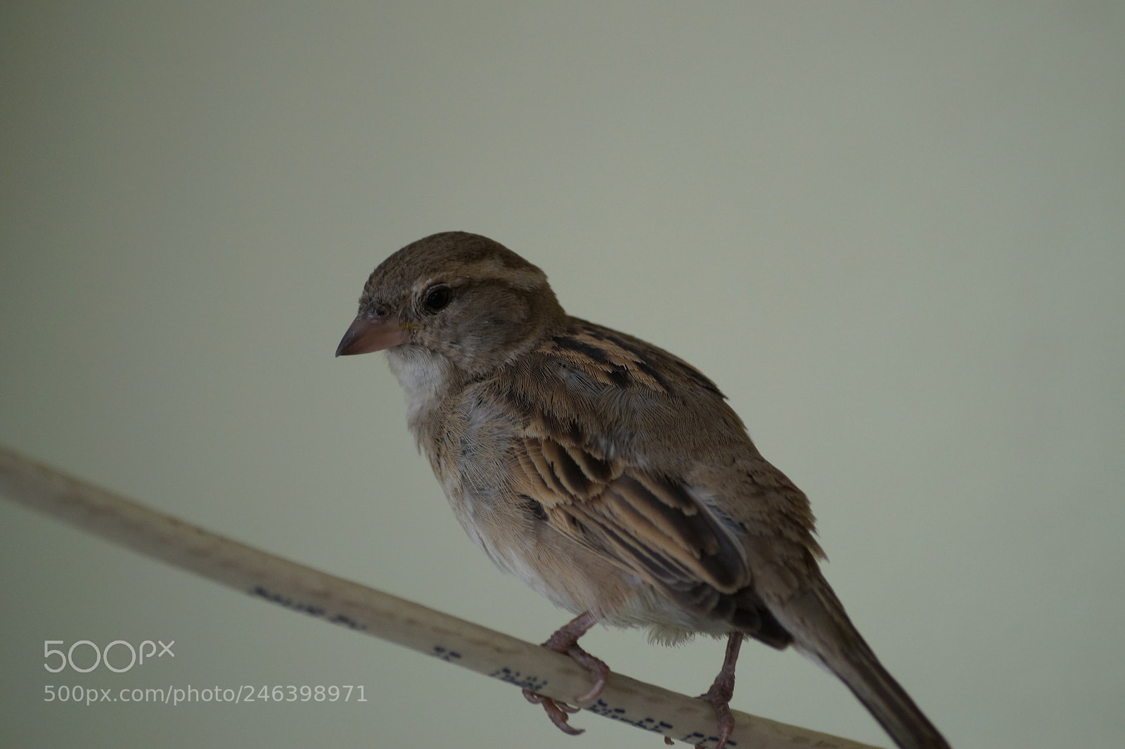 Sony DT 55-200mm F4-5.6 SAM sample photo. Birds photography