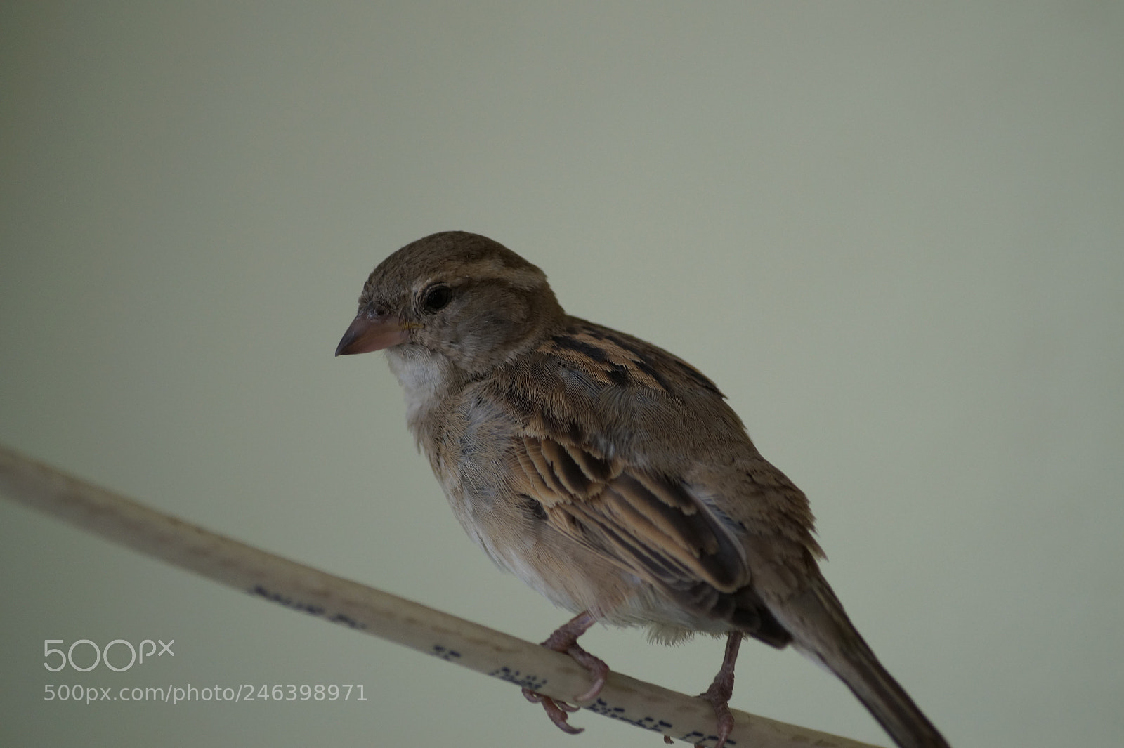 Sony SLT-A58 sample photo. Birds photography