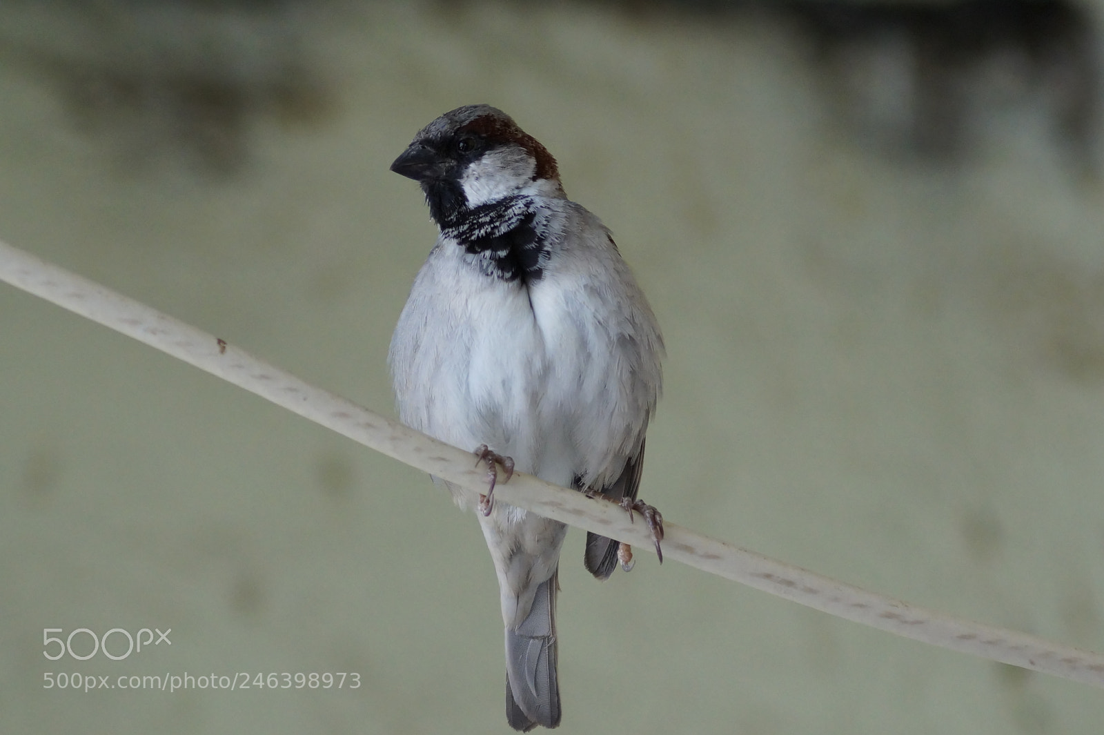 Sony DT 55-200mm F4-5.6 SAM sample photo. Birds photography
