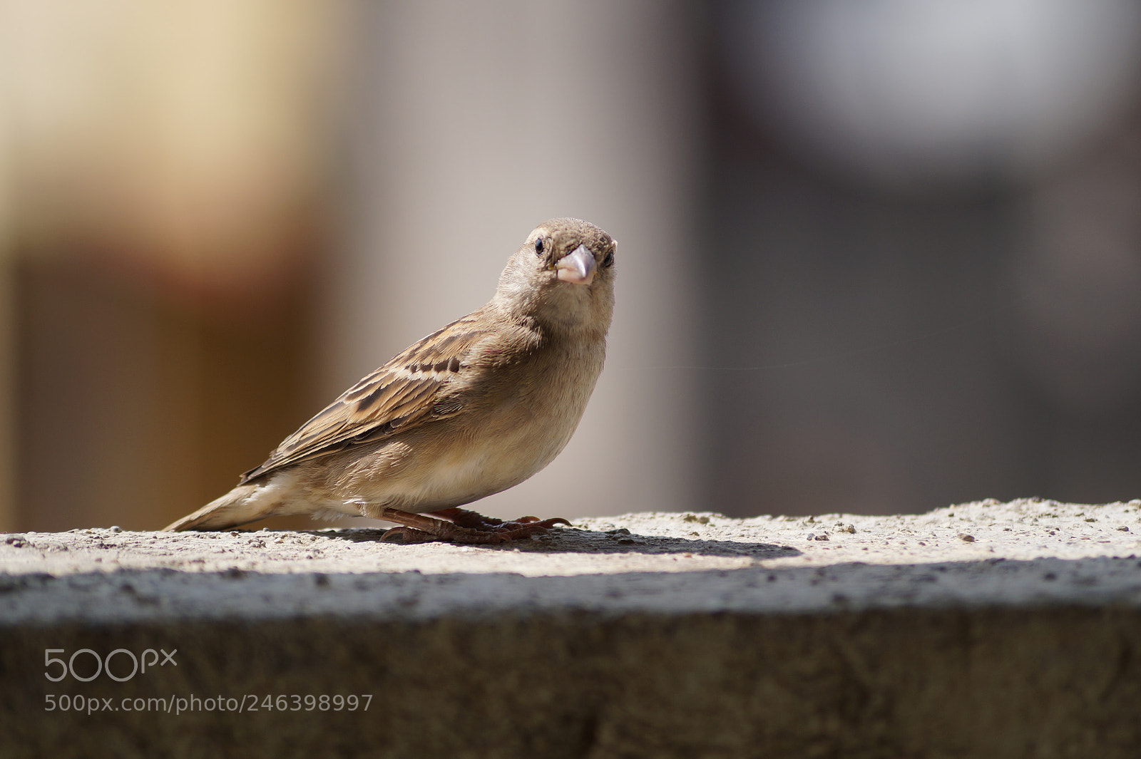Sony DT 55-200mm F4-5.6 SAM sample photo. Birds photography