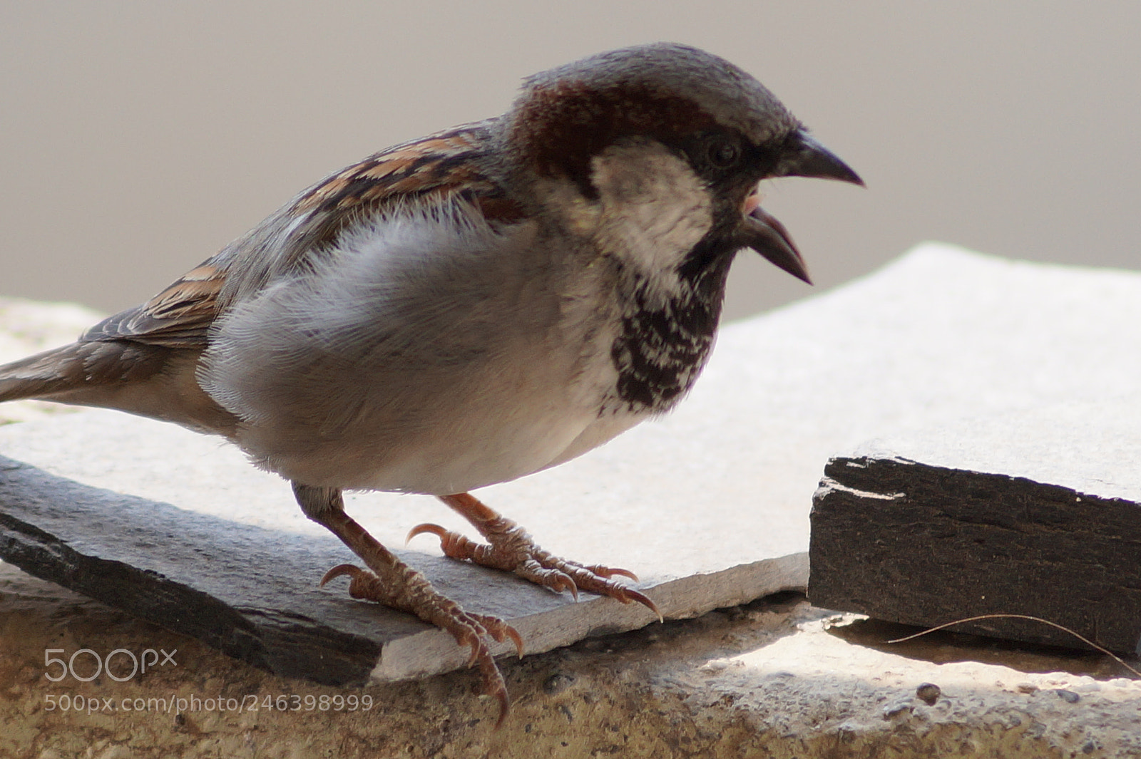 Sony DT 55-200mm F4-5.6 SAM sample photo. Birds photography