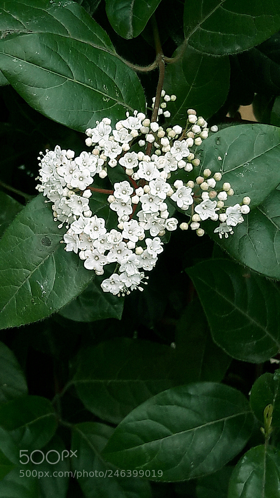 Samsung Galaxy A5(2016) sample photo. Flower photography