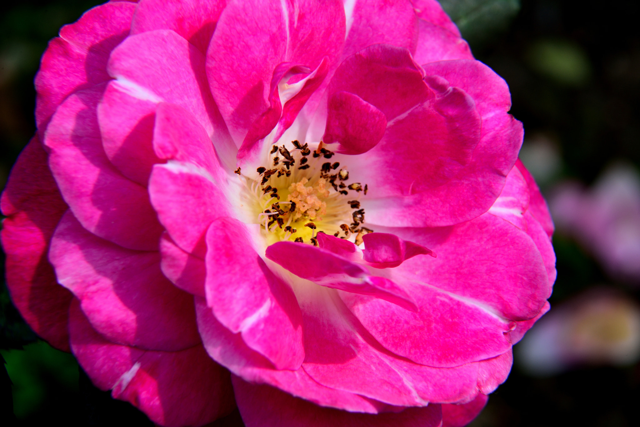 Nikon AF-S Nikkor 24-120mm F4G ED VR sample photo. Dsc photography