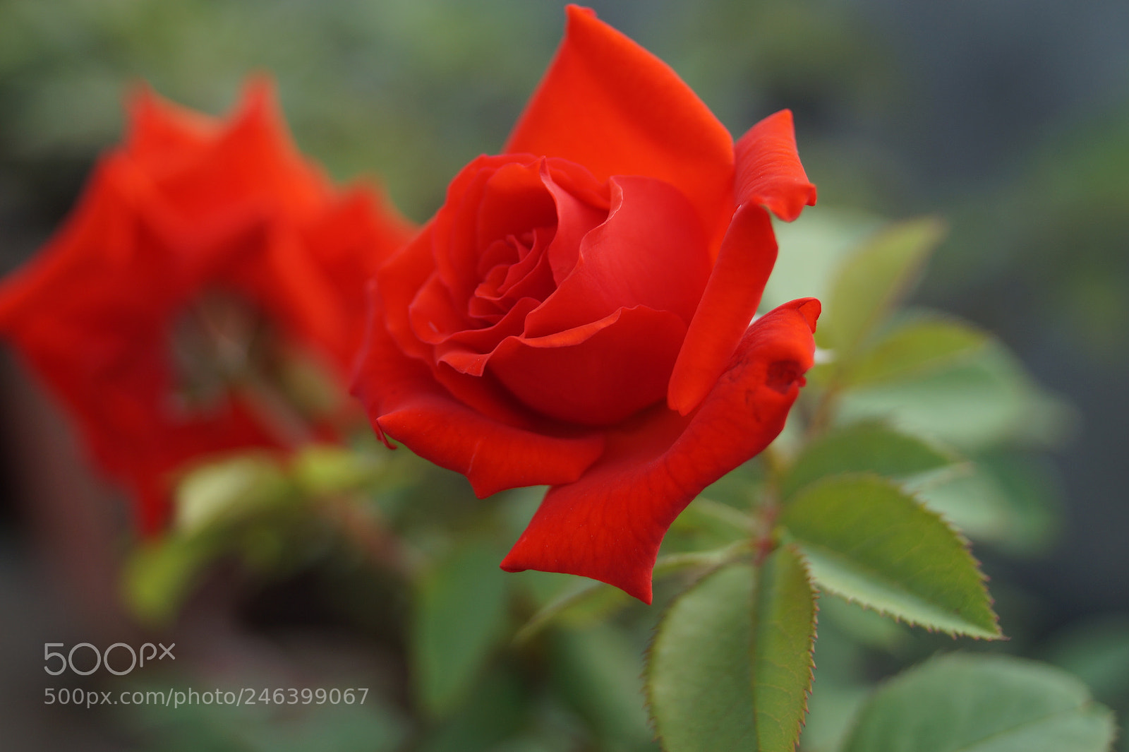 Sony SLT-A58 sample photo. Flower photography