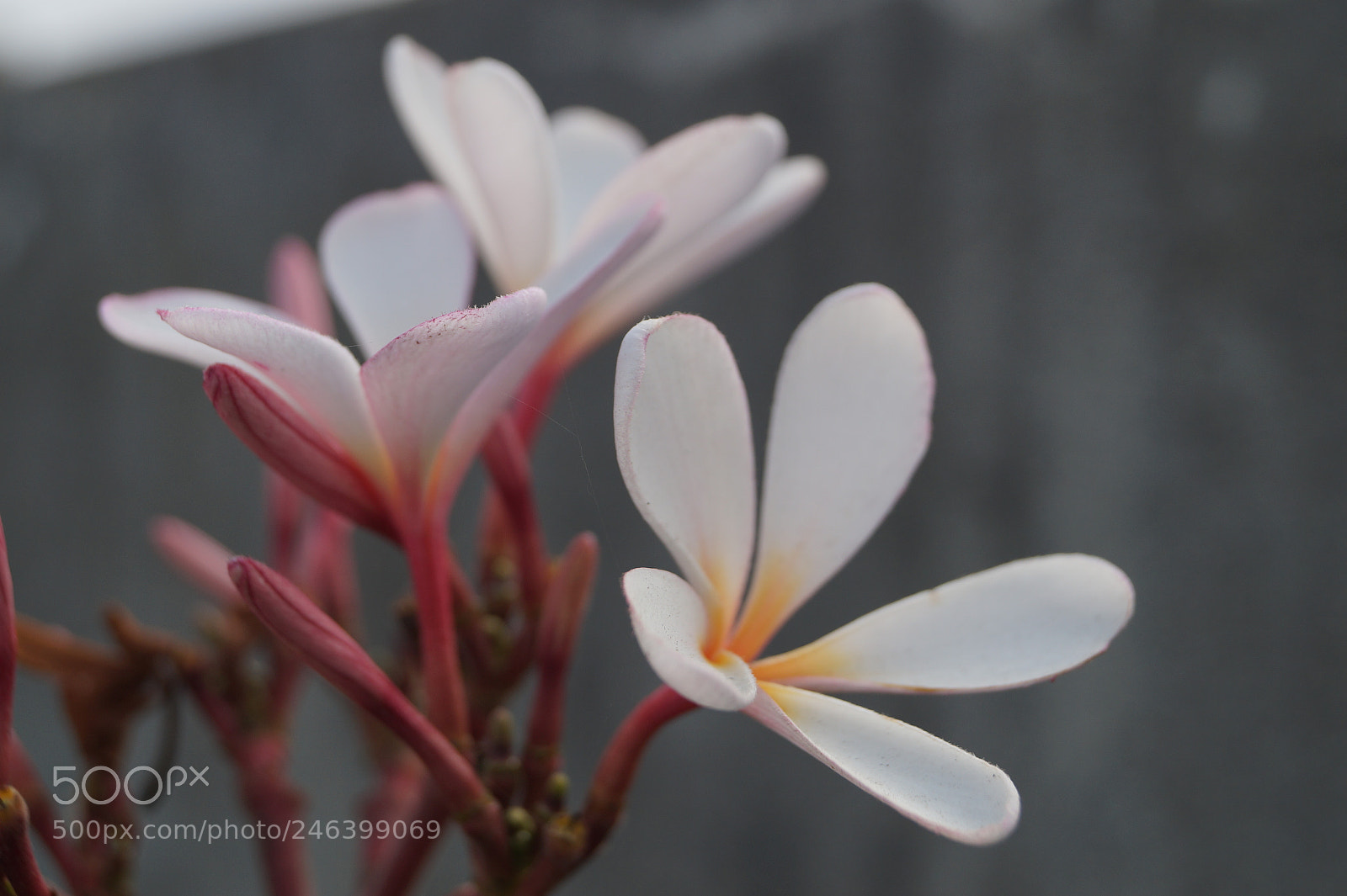 Sony SLT-A58 sample photo. Flower photography