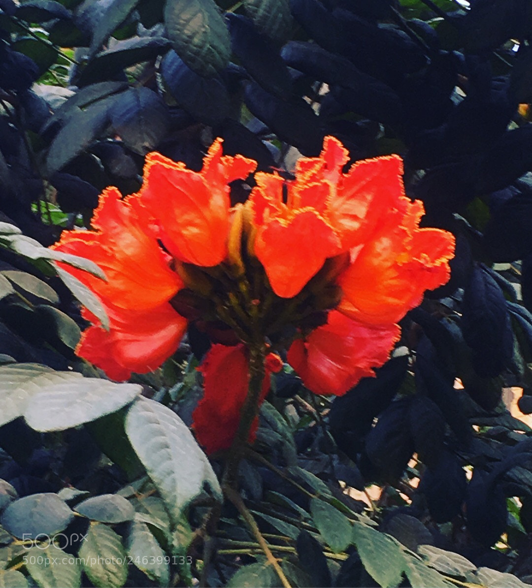 Apple iPhone 6s sample photo. Beautiful orange flower ,karachi photography