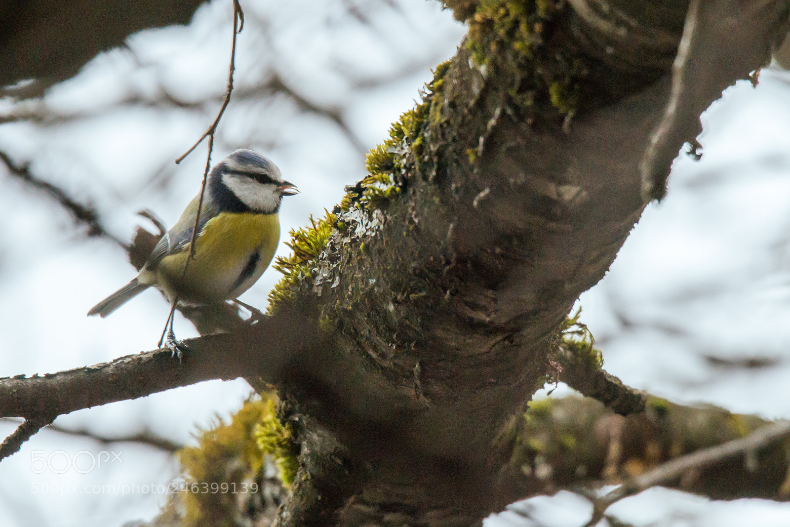 Sony SLT-A99V sample photo. Blue tit photography