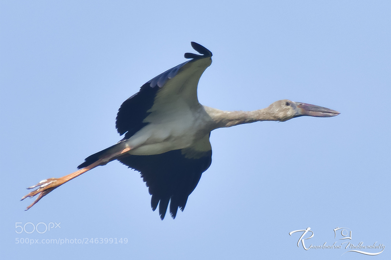 Nikon D500 sample photo. Asian open-bill stork photography