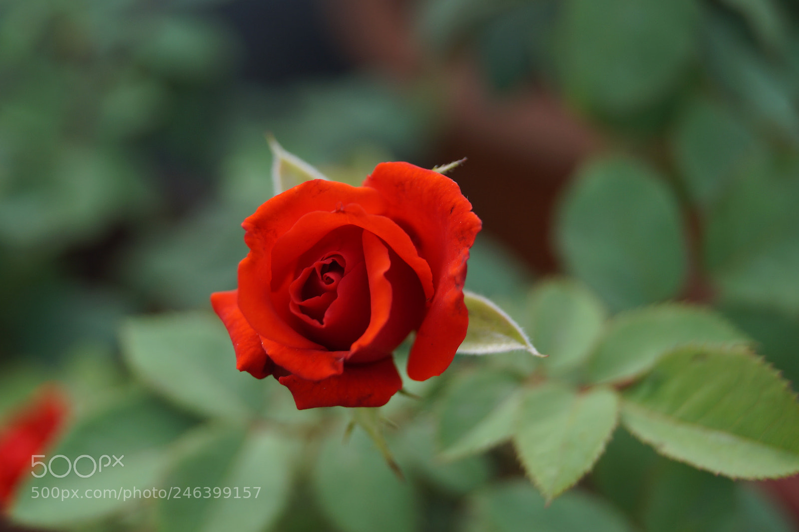 Sony SLT-A58 sample photo. Flower photography