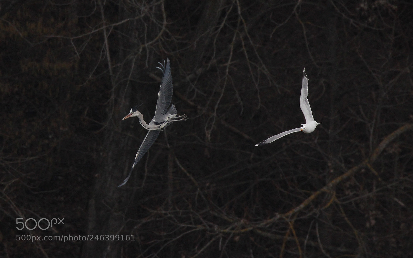 Canon EOS 550D (EOS Rebel T2i / EOS Kiss X4) sample photo. The chase photography