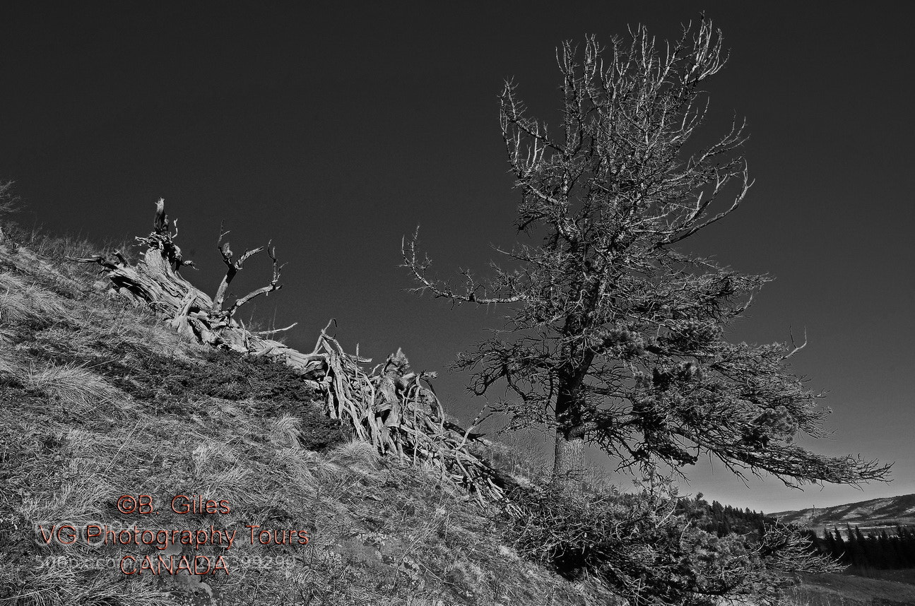 Pentax K-5 IIs sample photo. The last standing photography