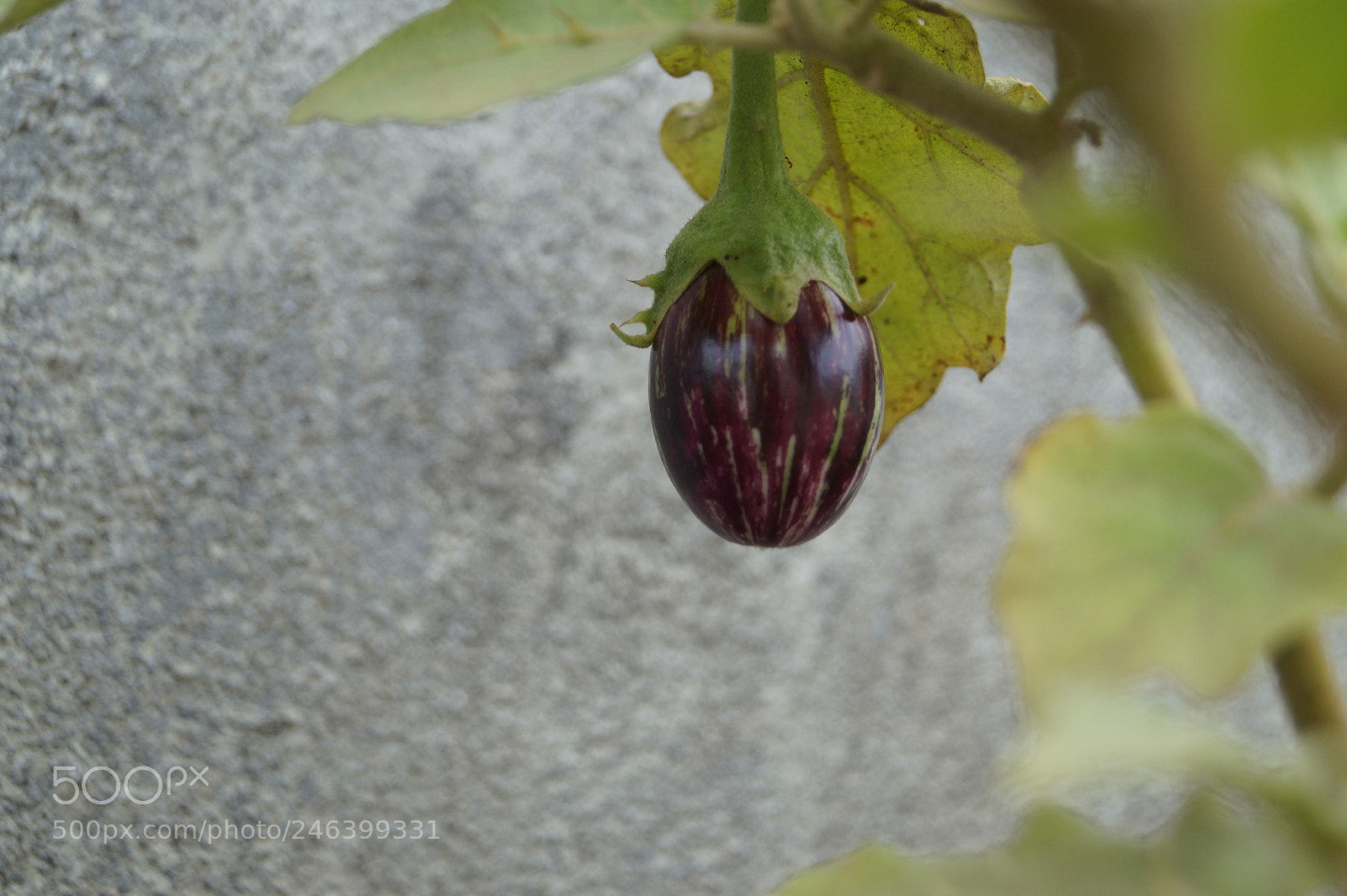 Sony SLT-A58 sample photo. Nature photography