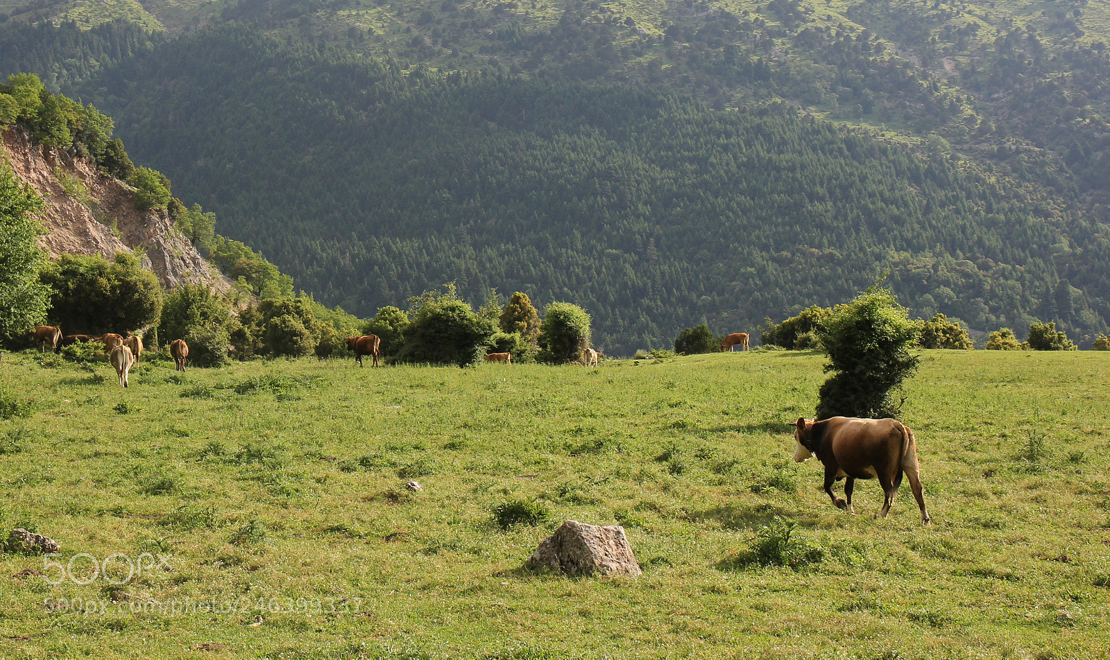 Canon EOS 60D sample photo. Punching out for the photography