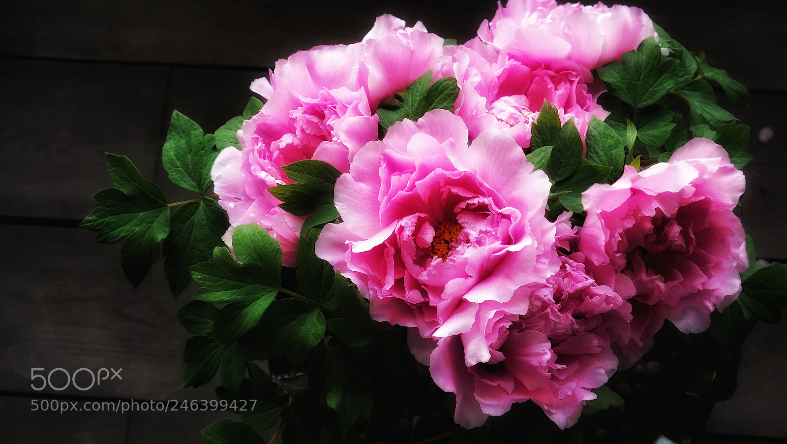 Olympus PEN-F sample photo. Untitled photography