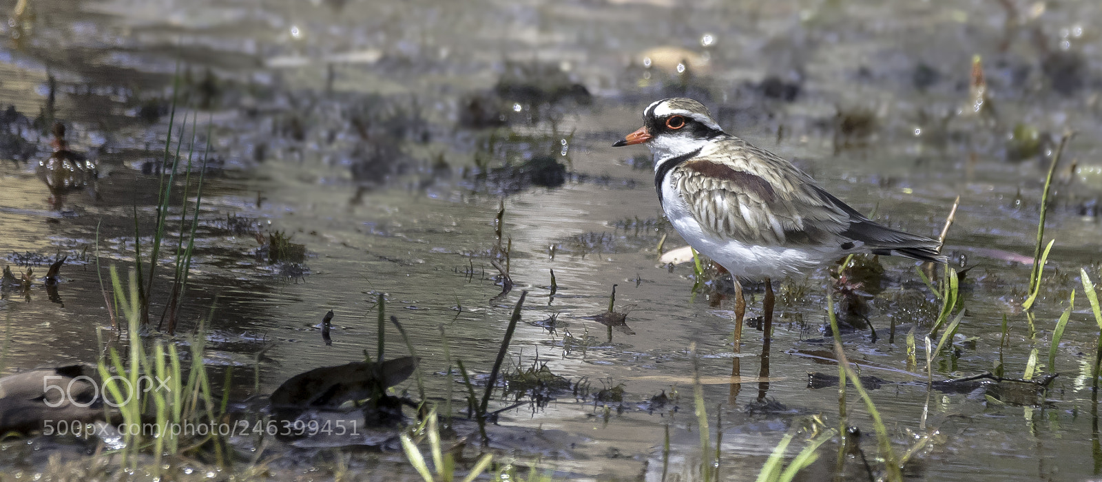 Canon EOS 5DS sample photo. Black-fronted dotterel photography