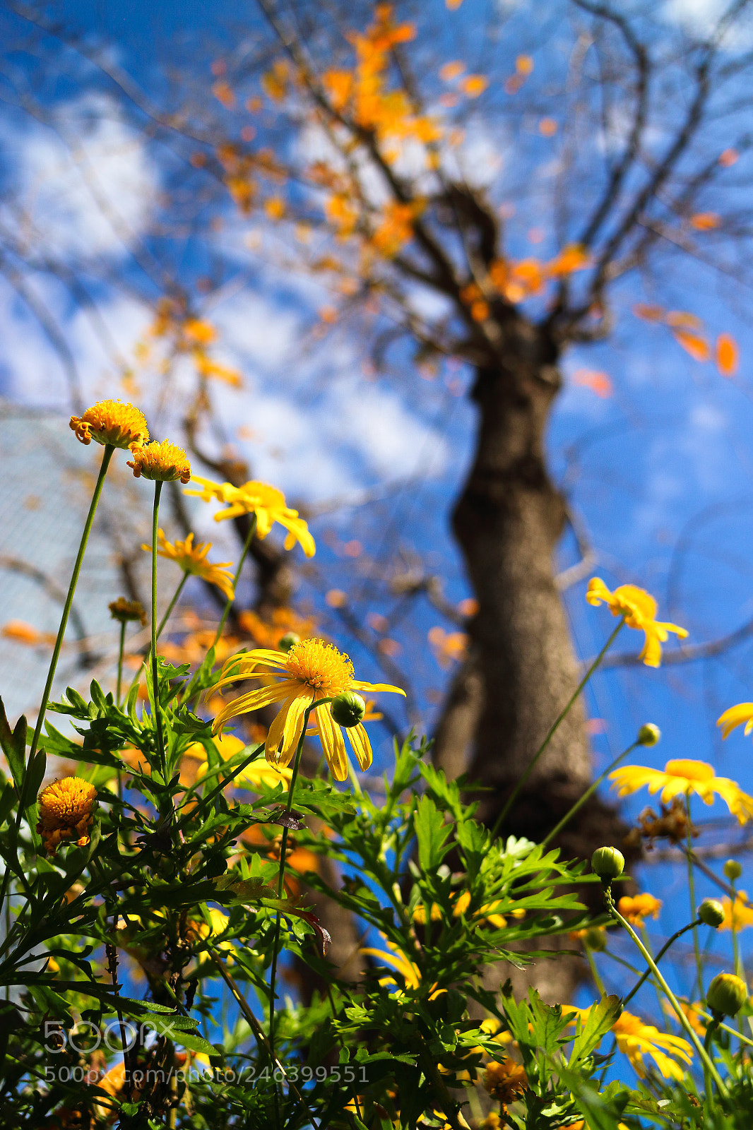 Canon EOS M sample photo. Urban nature in december photography