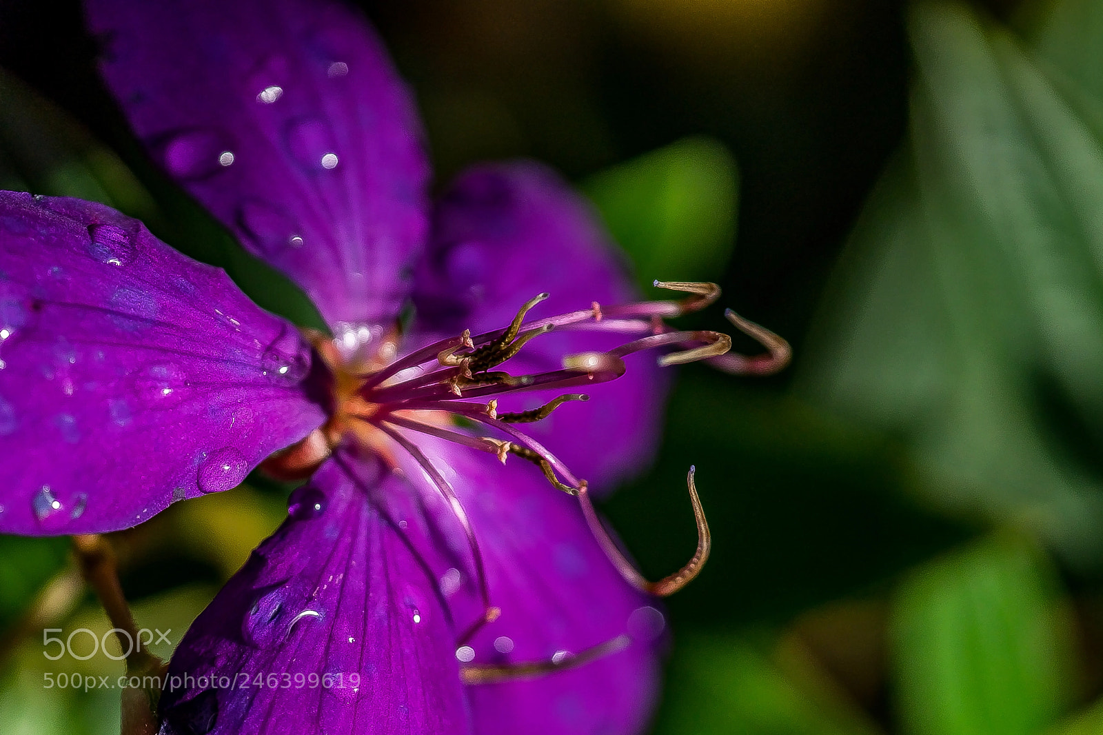 Sony a9 sample photo. Purple dew photography