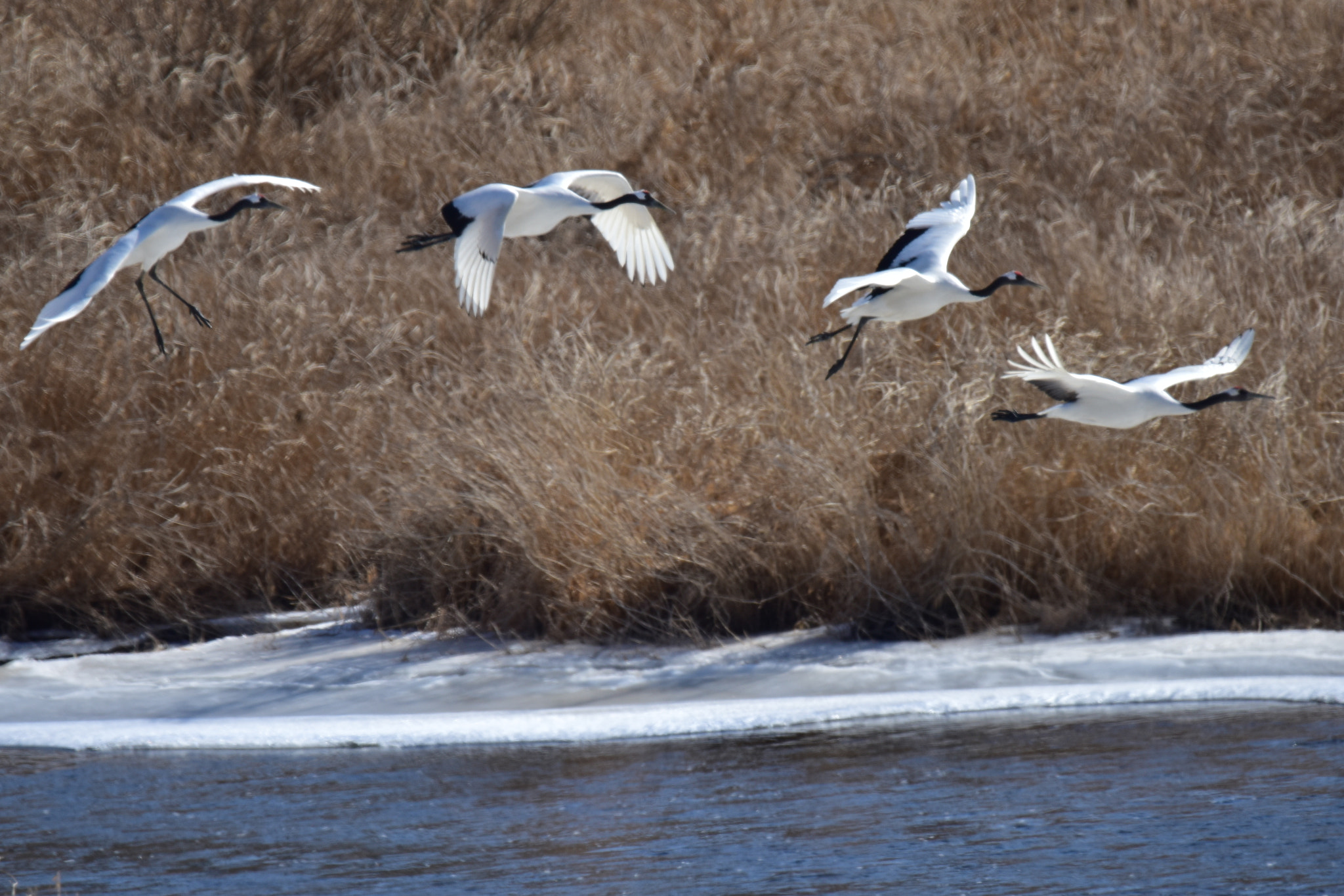 Nikon D810 sample photo