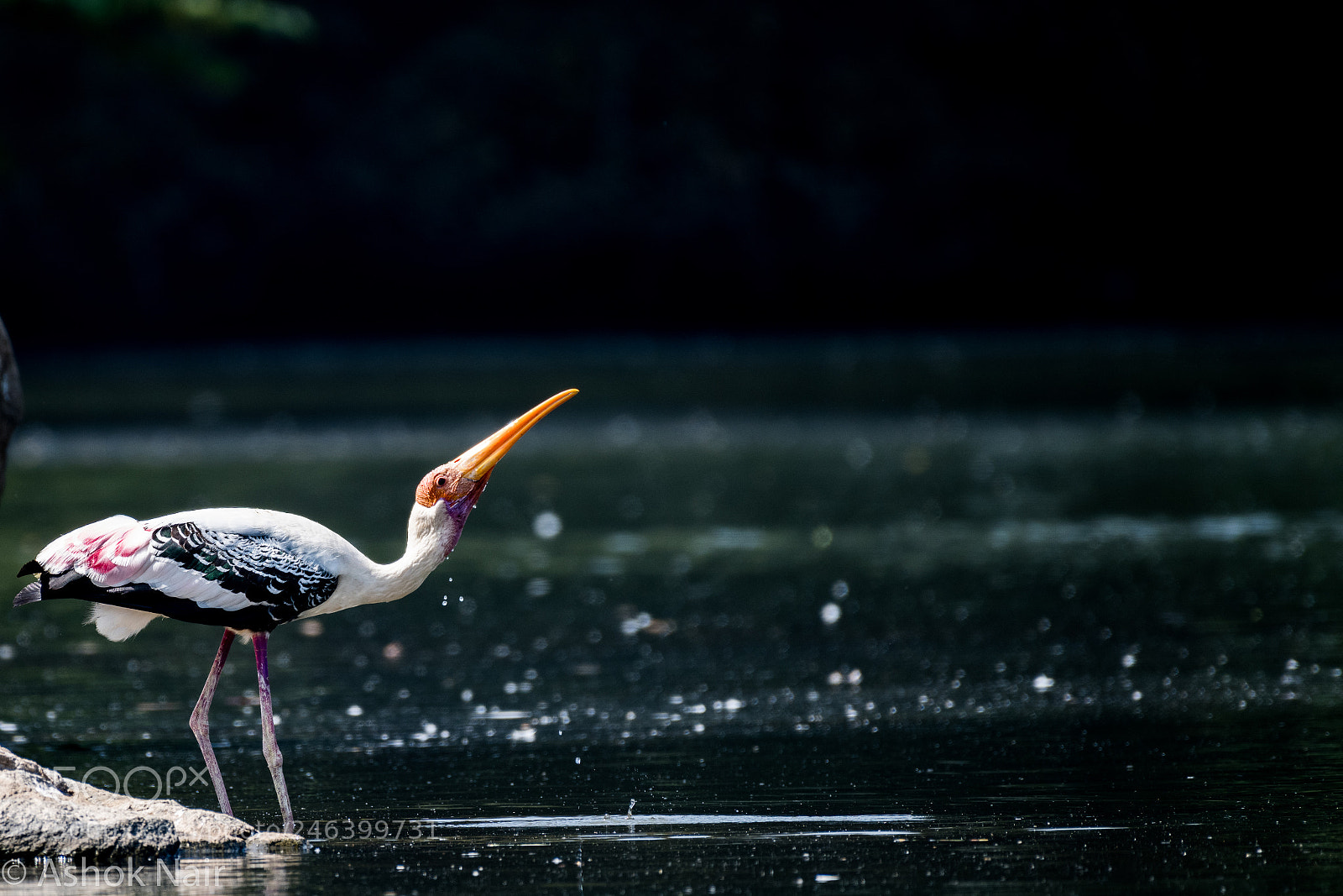 Nikon D850 sample photo. Painted stork photography