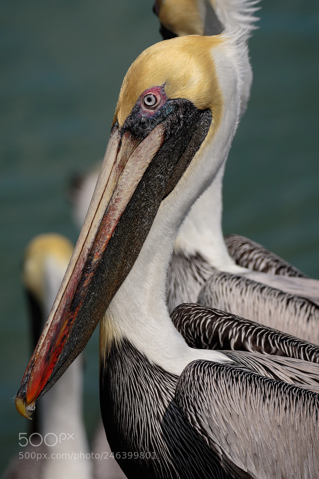 Canon EOS 7D Mark II sample photo. Natural light photography