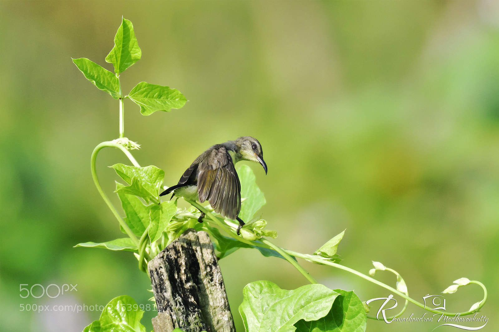 Nikon D500 sample photo. Sunbird having sunbath photography