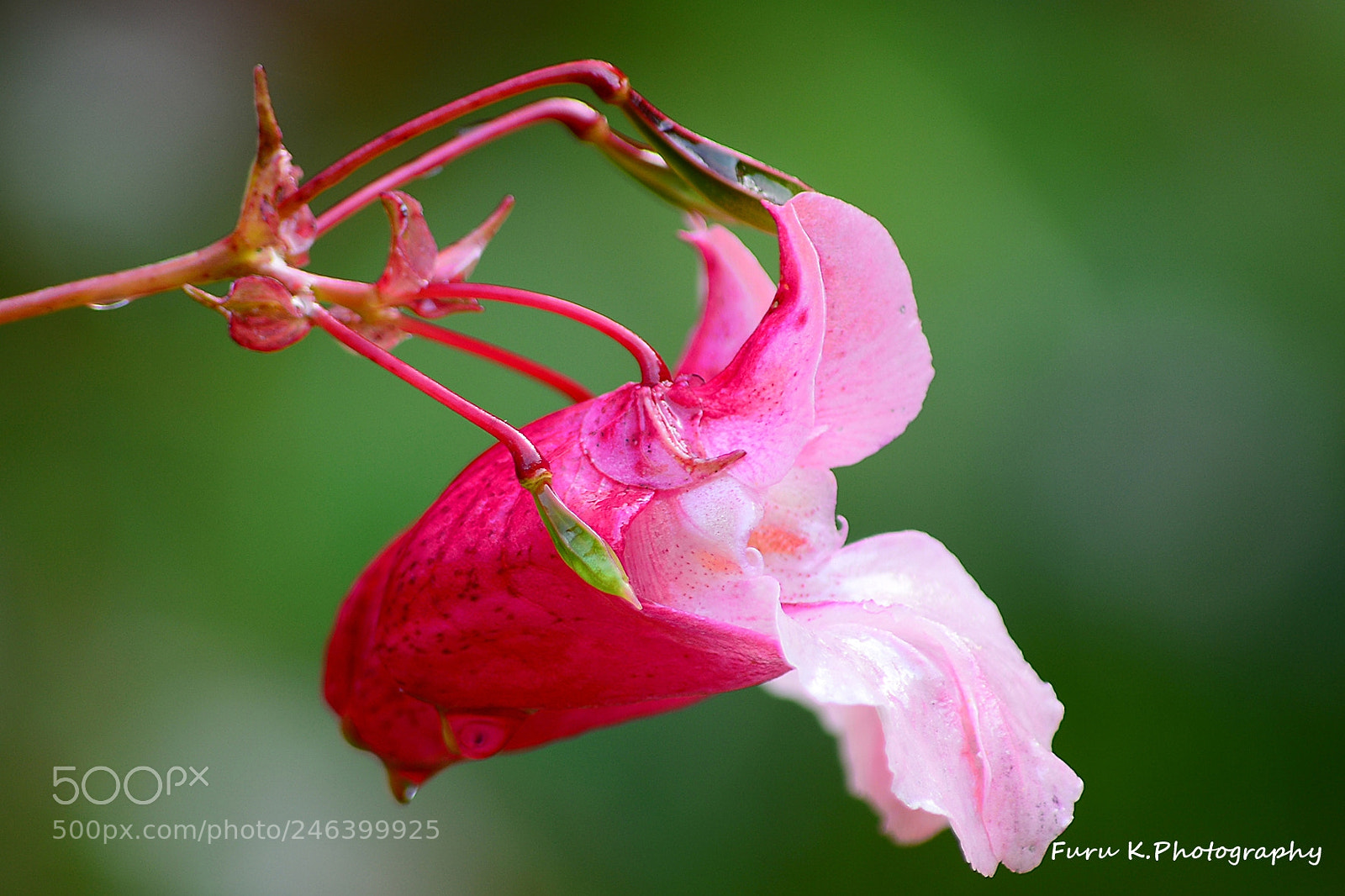 Nikon D7100 sample photo. Interesting red flower photography