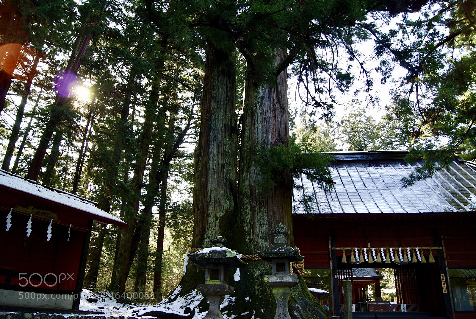 Sony Alpha DSLR-A330 sample photo. 北口本宮富士浅間神社の夫婦杉 photography