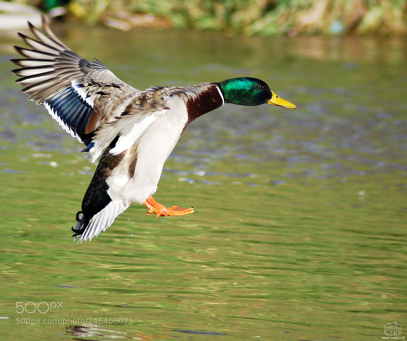 Nikon D60 sample photo. Untitled photography